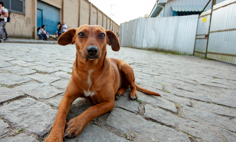 SP sanciona lei que reconhece ‘Vira-Lata Caramelo’ como símbolo cultural