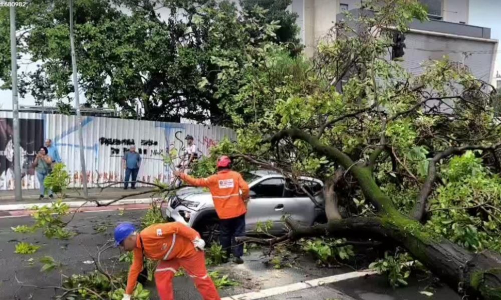 Árvore de grande porte cai na Rua Consolação e interdita vias de SP 