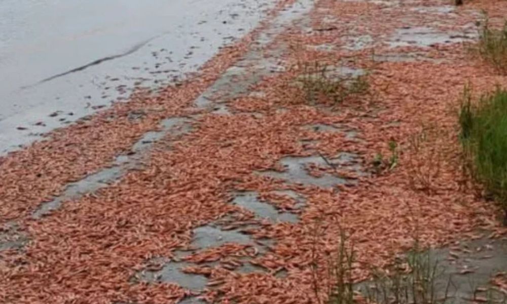 Camarões mortos no Rio Tietê: o que explica o fenômeno no interior de SP?