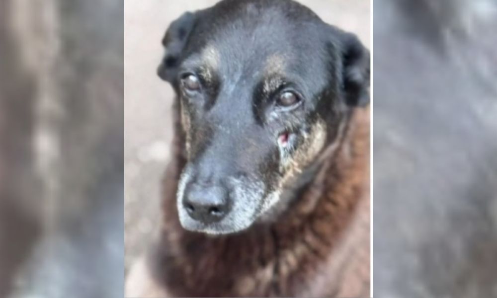 Casos de maus-tratos a animais crescem 1900% no Brasil em seis anos