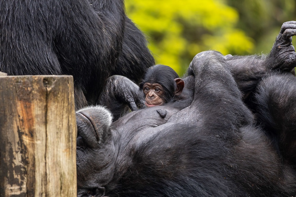 Filhote de chimpanzé espera votação do público em SP para receber nome; veja imagens