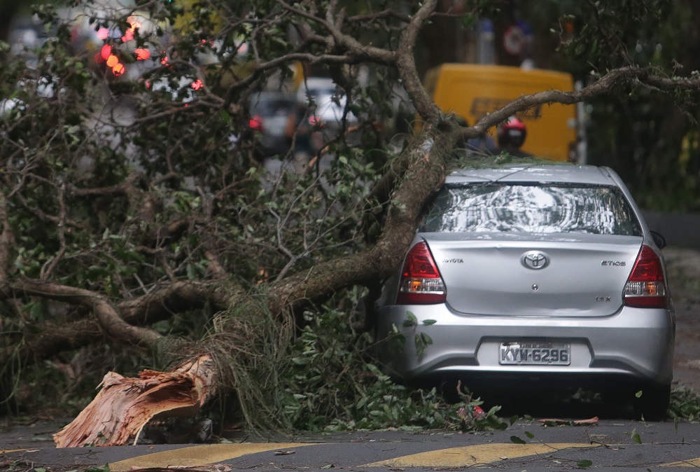 Como acionar o seguro por queda de árvore ou granizo no carro 