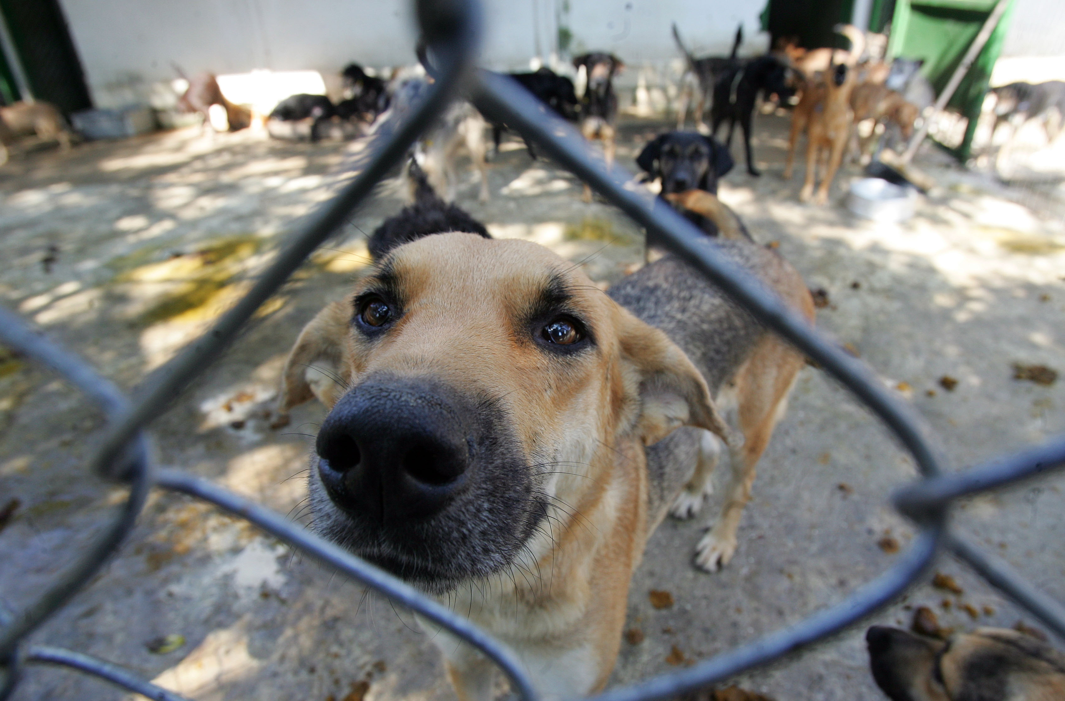 Polícia de SP resgata mil animais vítimas de maus-tratos na internet em 2026