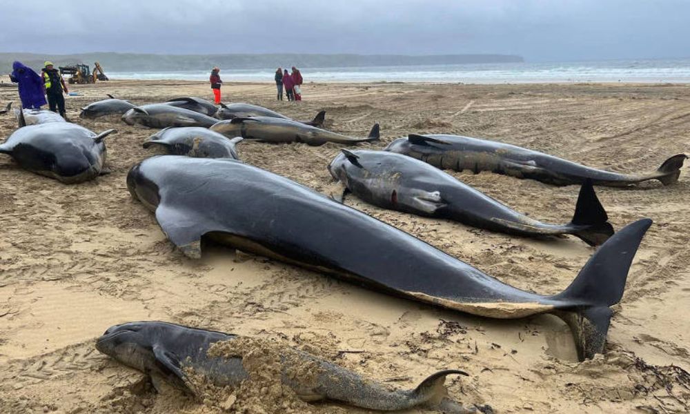 Mais de 50 baleias são encontradas encalhados na Escócia