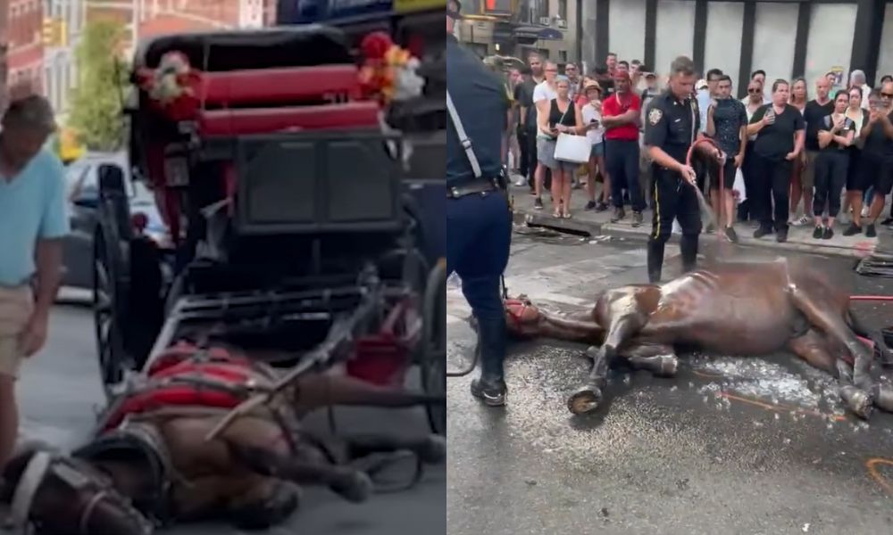 Cavalo desmaia no meio da rua em Nova York enquanto puxava charrete